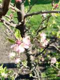 Cvetanja jabuke
